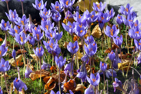 Autumn Crocus