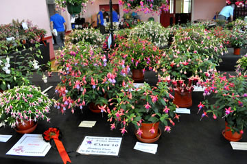 Birmingham Fuchsia Show 18