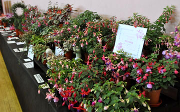 Birmingham and District Fuchsia Show