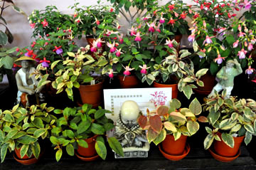 Birmingham and District Fuchsia Show