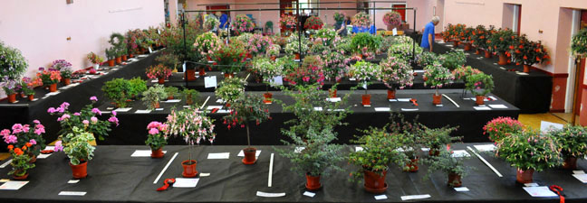 Birmingham and District Fuchsia Show