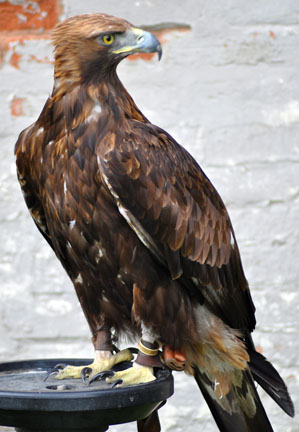 Golden Eagle