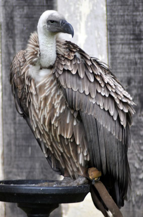 Vulture