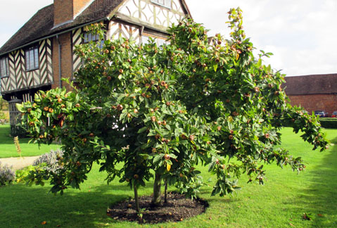 Tree Planted by HRH The Duke of Gloucester