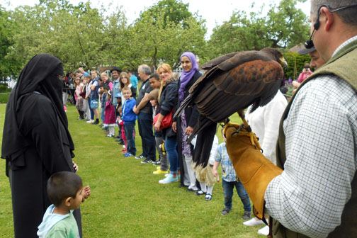 Harris Hawk