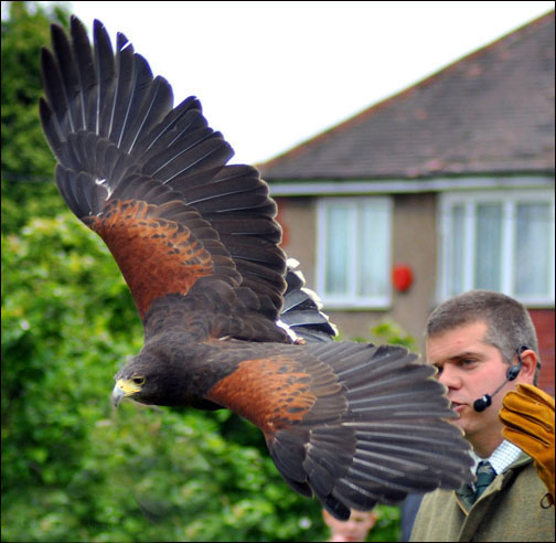 Harris Hawk