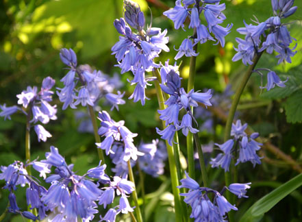 Bluebells, Yardley Old Park