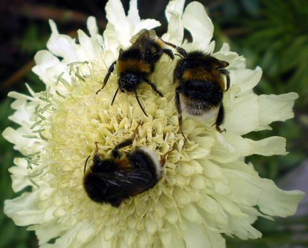 Busy Bees