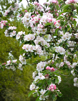 Apple Blossom