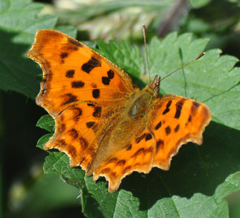 Comma Butterfly