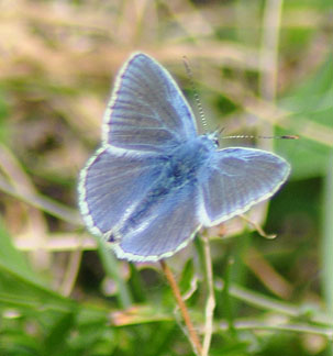 Common Blue