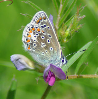 Common Blue