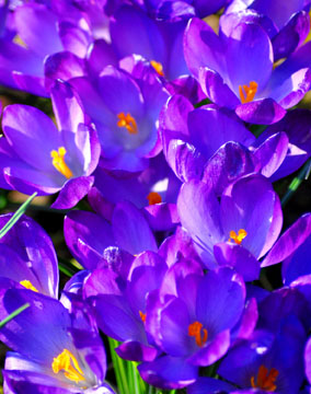 Crocus