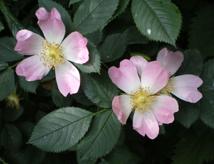 Dog Rose