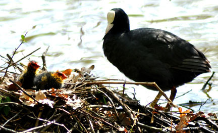 Moor Hen
                  and Chicks