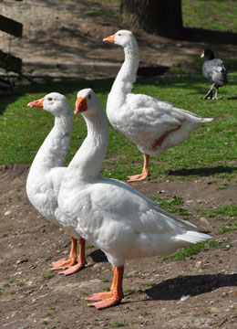 Geese