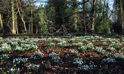 Snowdrops