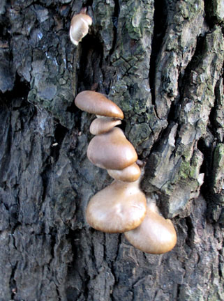 Fungi