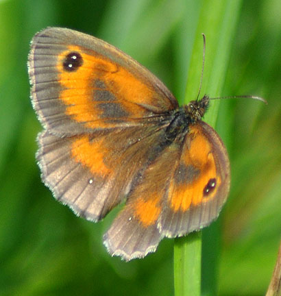 Gate keeper butterfly