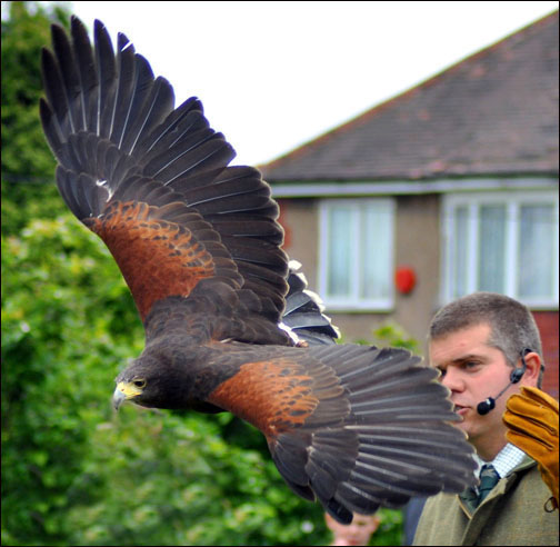 Harris Hawk