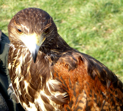 Harris Hawk