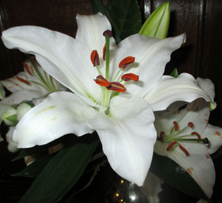 Lilies