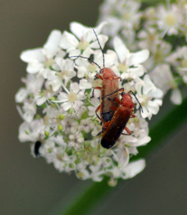 mating