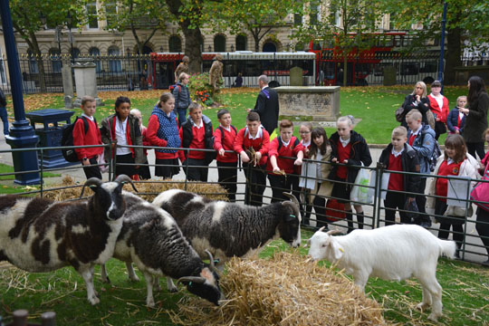 Animals from Hatton Country Park