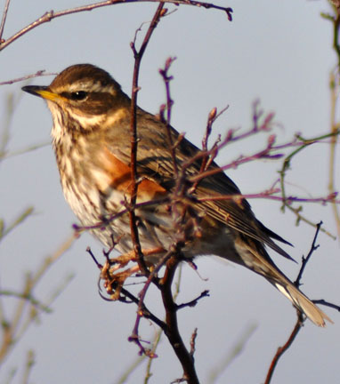 Redwing