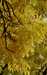 Small Heath
              Park 2