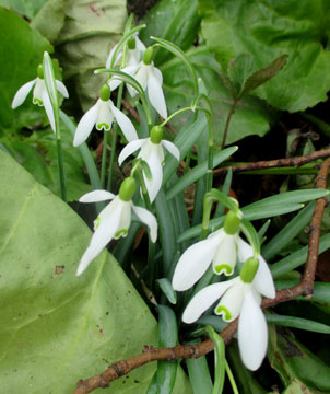 Snowdrops