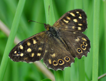 Speckled
          Wood Butterfly