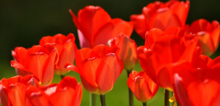 Tulips