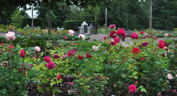 The Rose Garden