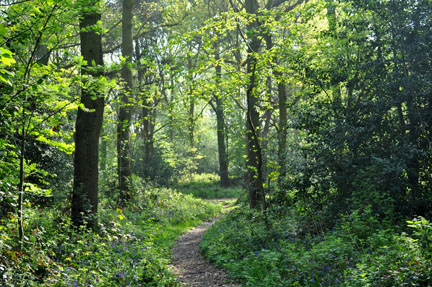 Yorks Wood in the
          Spring