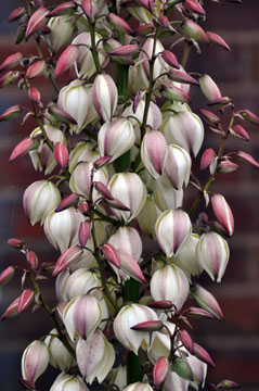 Yucca
              Filimentosa