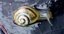 snail