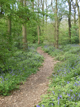 yorks wood